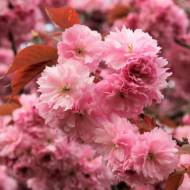 Саженец сакуры Роял Бургунди в контейнере